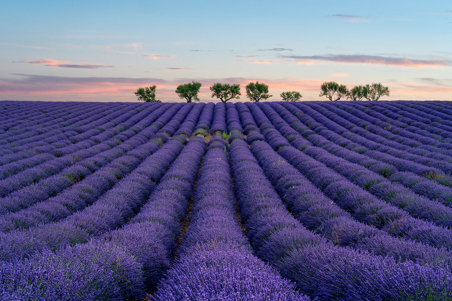 Fields of Purple — Valensole Provence