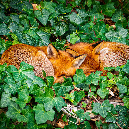 Afternoon nap, London