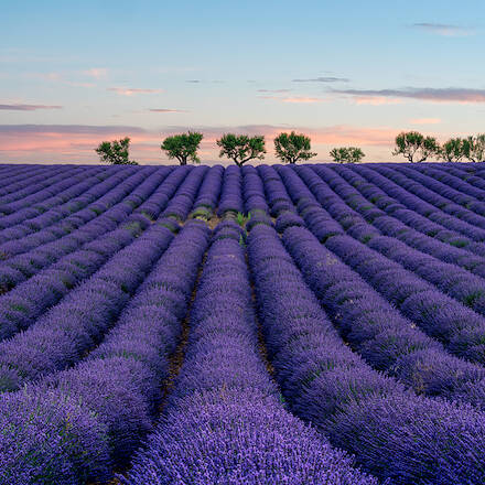 Fields of Purple — Valensole Provence