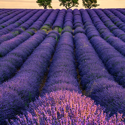 Lavender Sunrise Vertical, Valensole, France