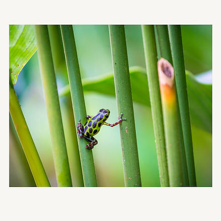 Poison Dartfrog, Panama