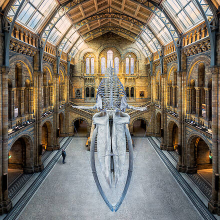 The Old Man and the Whale